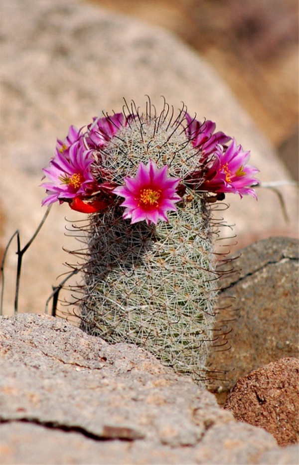 Flores originales de especies de cactus en color cyclamen