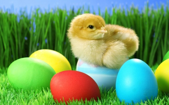 Easter háttérkép-Chick leigend-on-a-tojás