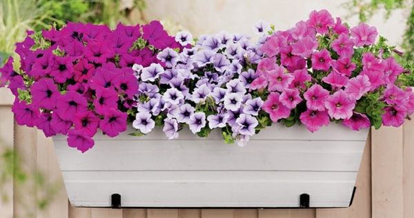 Petunia फूल बॉक्स-के लिए-बालकनी