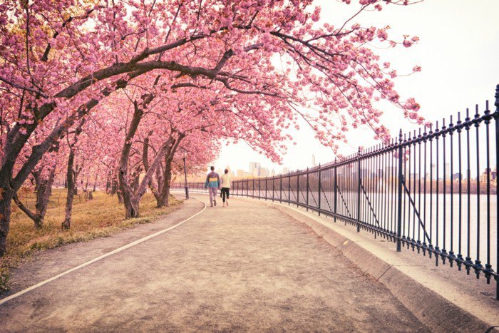 Path-puut-with-kilpailu-vaaleanpunaiset kukat
