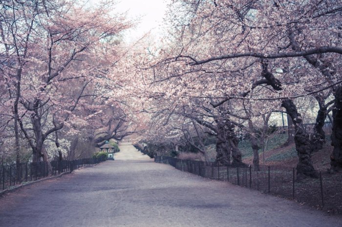 Path-kotelo-of-kauniita kukkivat puut