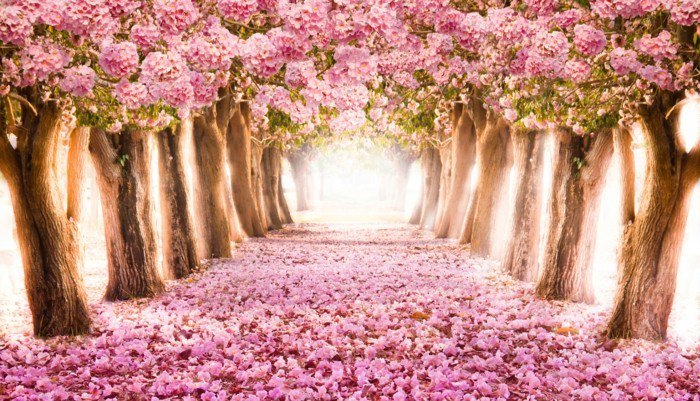 Path ympäröi-of-vaaleanpunainen kukkivat puut
