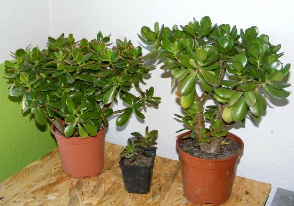 三绿钱树功能于盆维护室内植物