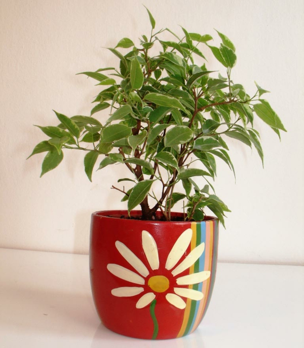 易护理，室内植物，垂叶榕，在红色杯 - 与花