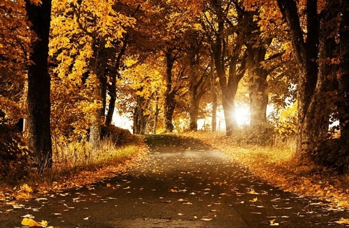Posters paisaje a un camino en otoño