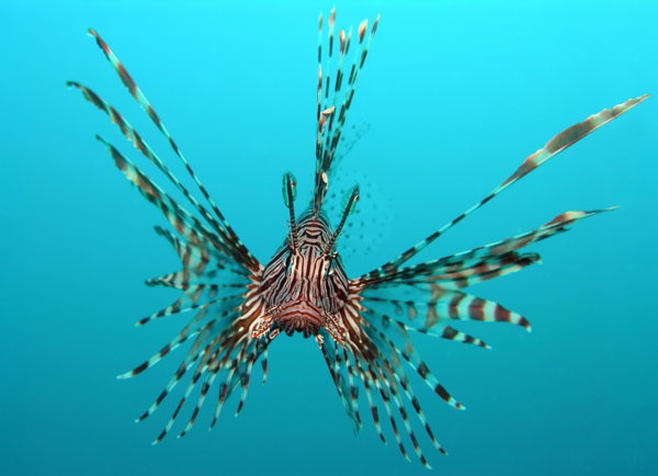 Pterois_volitans-fondo de pantalla de la pesca-increíble-peces-cool fondo de pantalla