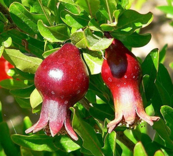 Punica_granatum_exotische开花的盆栽植物 - 红 - 水果