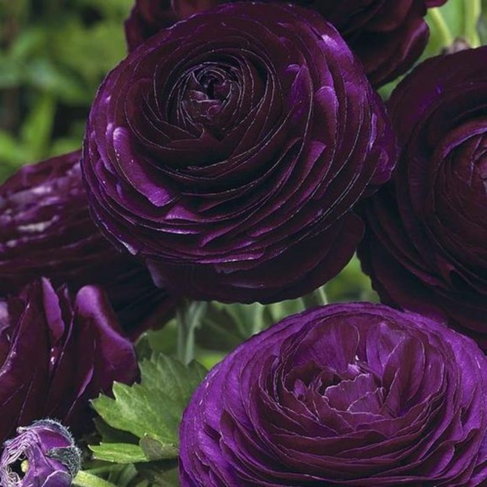 matices púrpura Ranunculus-en-hermosa-oscuridad