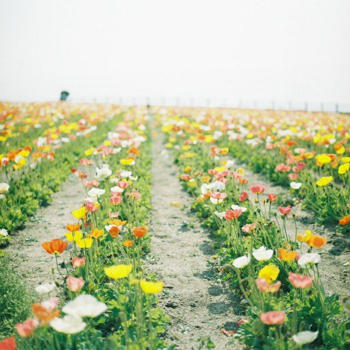 Serija-lijepe-boja proljetnog cvijeća