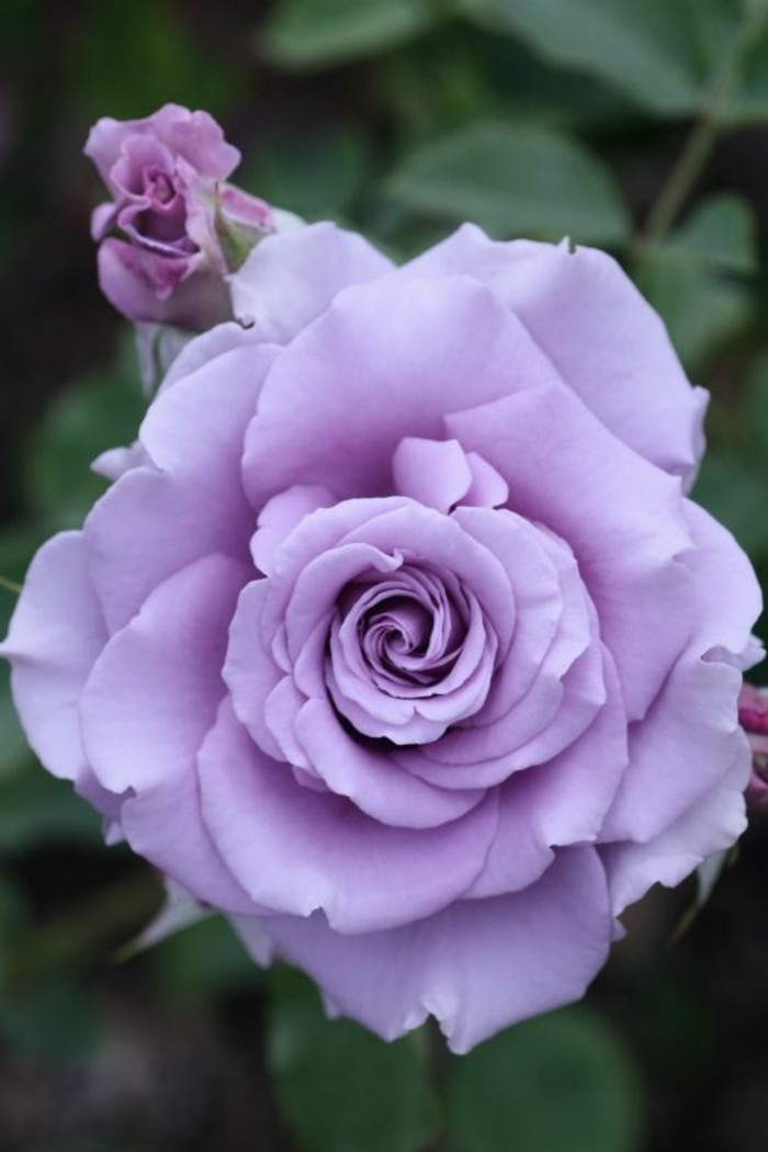 Rose-en-romántica-color púrpura