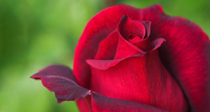 Red Rose Kuva puoliksi kukallinen