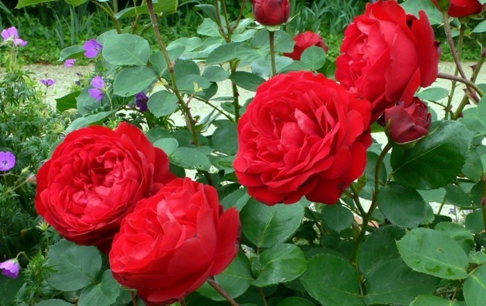 गार्डन में लाल गुलाब चित्र