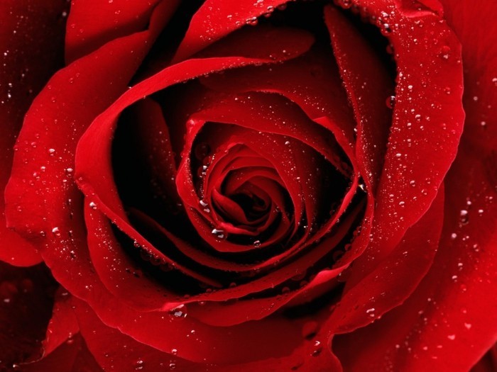 ओस के साथ लाल गुलाब चित्र