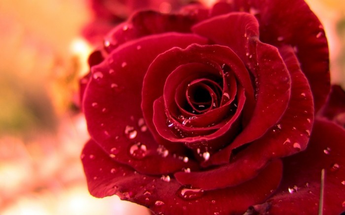लाल गुलाब चित्र-टु-ए-बारिश