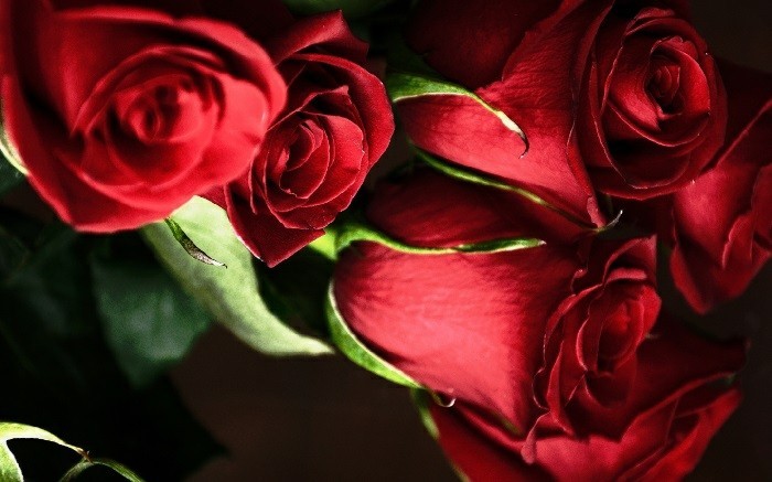 लाल गुलाब चित्र खूबसूरती से व्यवस्थित