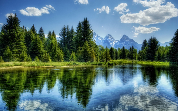 Prekrasan krajolik slike sa zelenim borovima