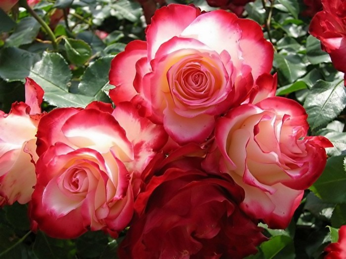सुंदर गुलाब चित्र तीन नेत्र एक दूसरे के बगल