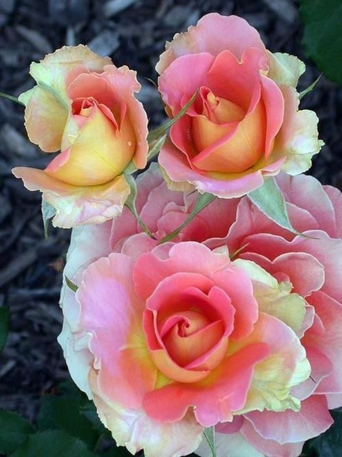 सुंदर गुलाब चित्र आसान आकर्षक