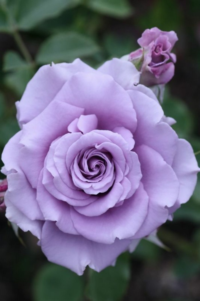 सुंदर गुलाब चित्र-इन-बैंगनी रंग