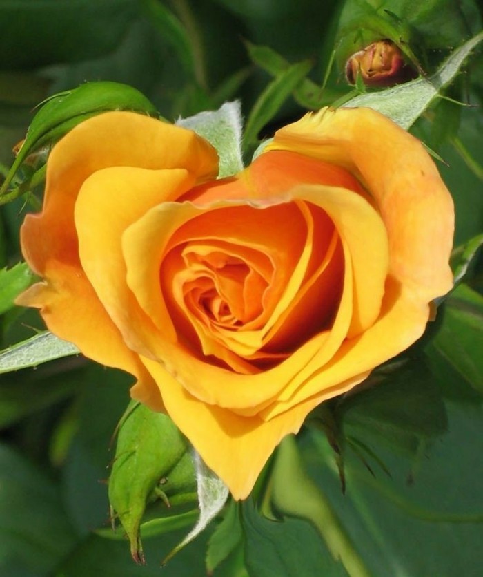 Kaunis Rose Kuvat-like-a-sydän