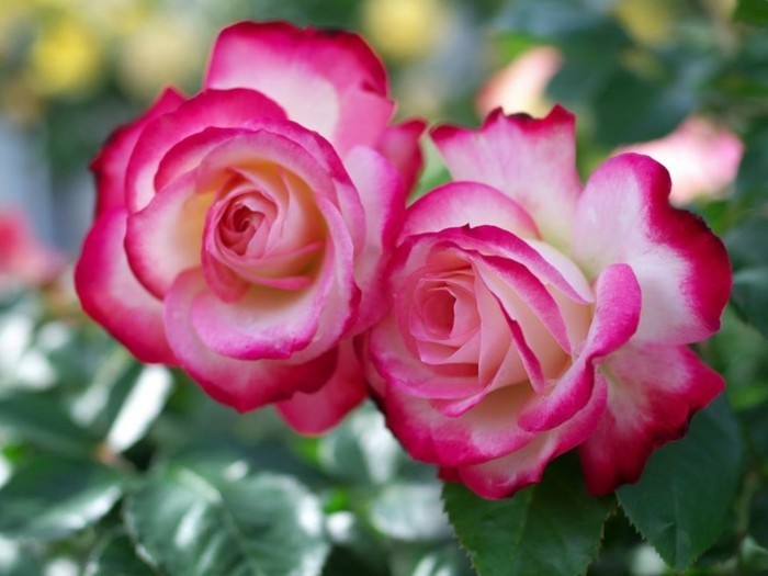 Kaunis Rose Pictures kaksi kukkii