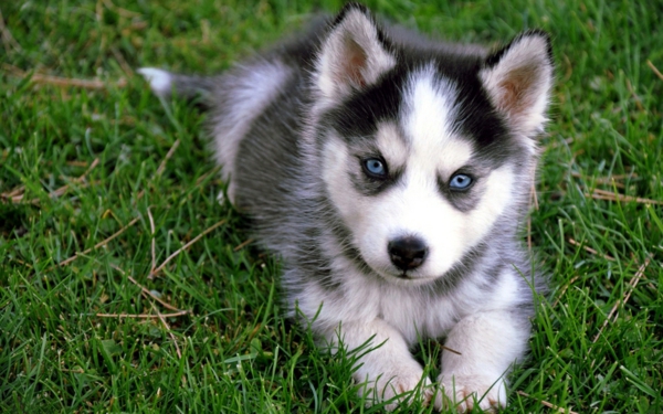 Szibériai husky-gyönyörű állat-képek, csodálatos kék szemek