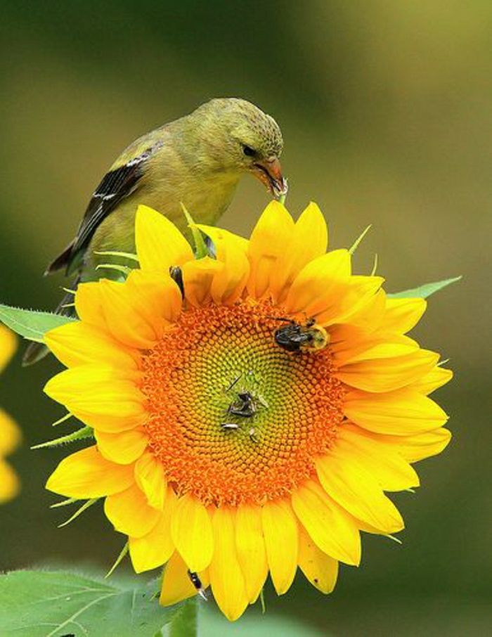 Auringonkukka Bee Bird näytön luonne