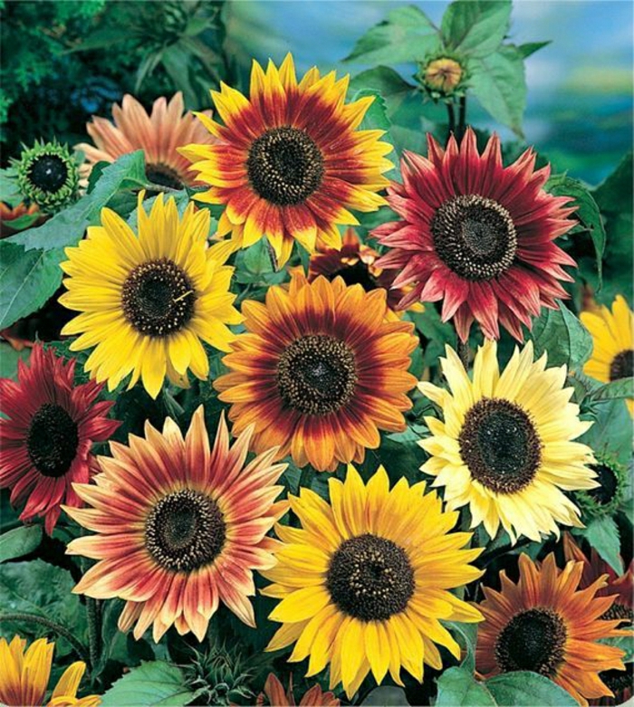 Auringonkukka kuvat sekoittaa eri värejä