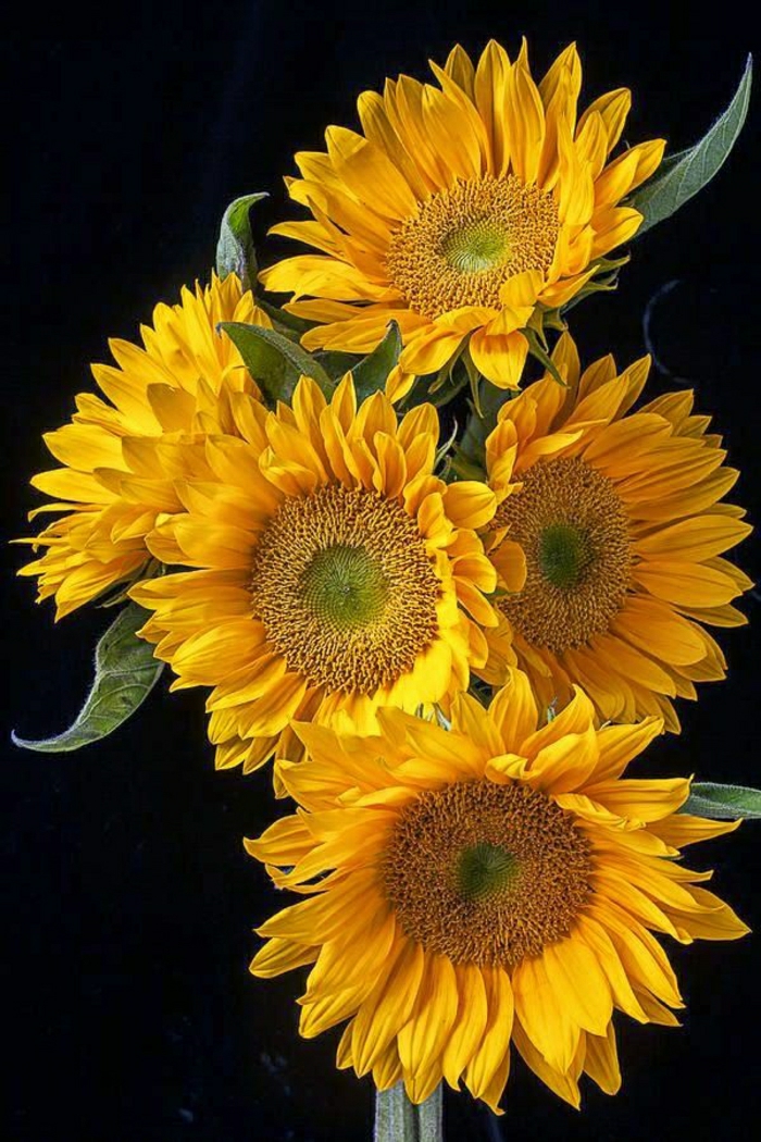 Sunflowerkuva maalauksellinen Strauss