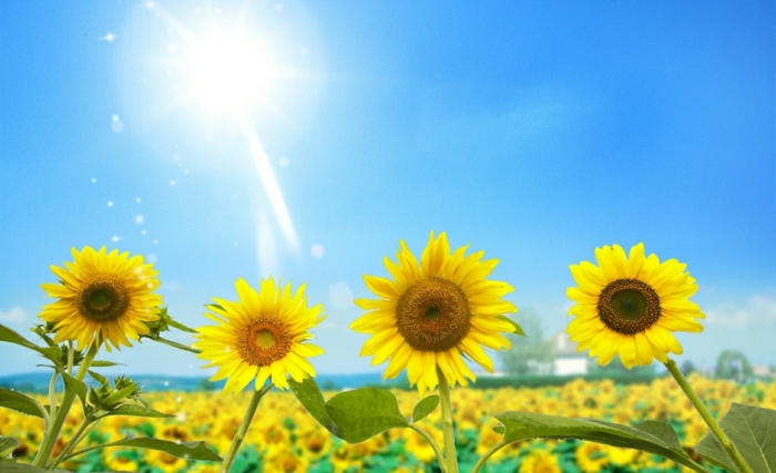 Auringonkukka kuvat-sunny-loistava kirkas-Somme aurinko-blue-sky
