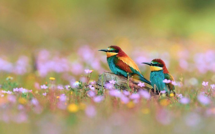 Linnut-of-ainutlaatuisia-look-ja-värikäs-höyhenet