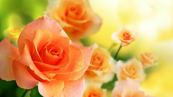भित्ति चित्र गुलाब के साथ-पीले रंग की पृष्ठभूमि