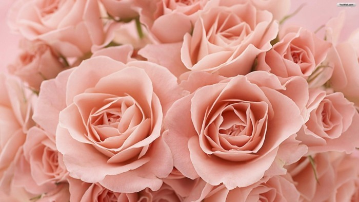 भित्ति चित्र गुलाब के साथ-कई खिलता