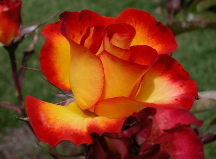 भित्ति चित्र बहुत-अच्छा और निविदा गुलाब