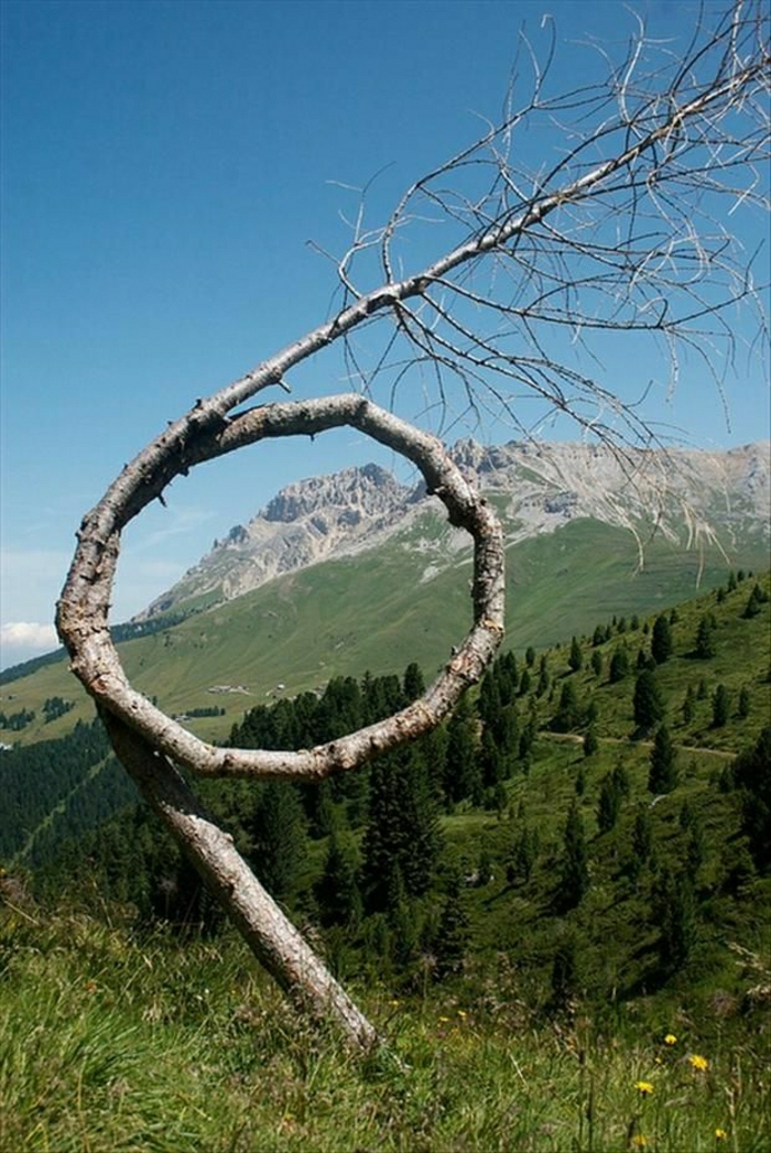 Wiese-bucle árbol Naturaleza