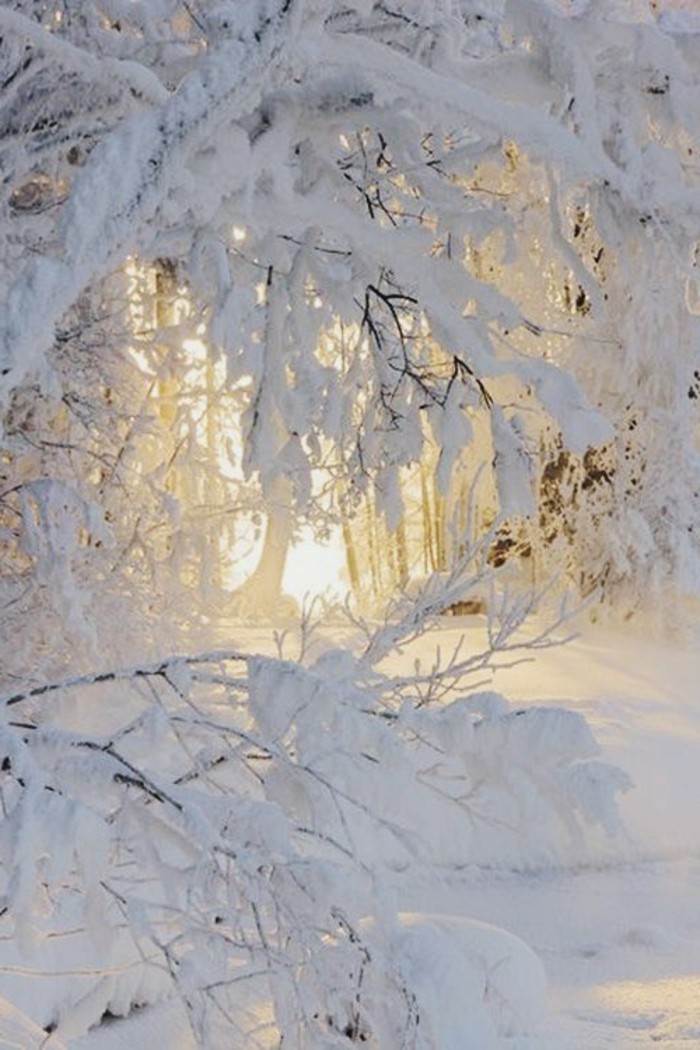 雪图案冬季树木图像覆盖，用雪