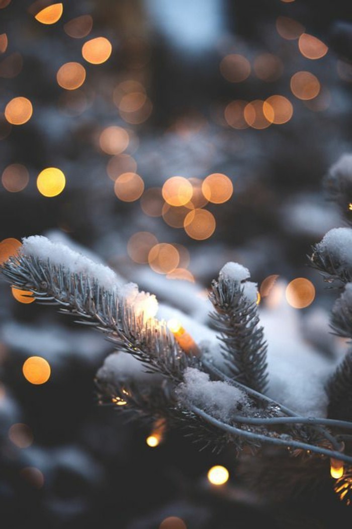 冬季图片圣诞杉枝覆盖，用雪小灯