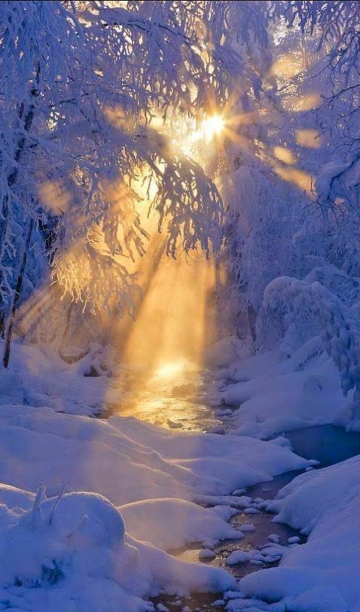 Winterimpression阳光在森林的所有功能于雪