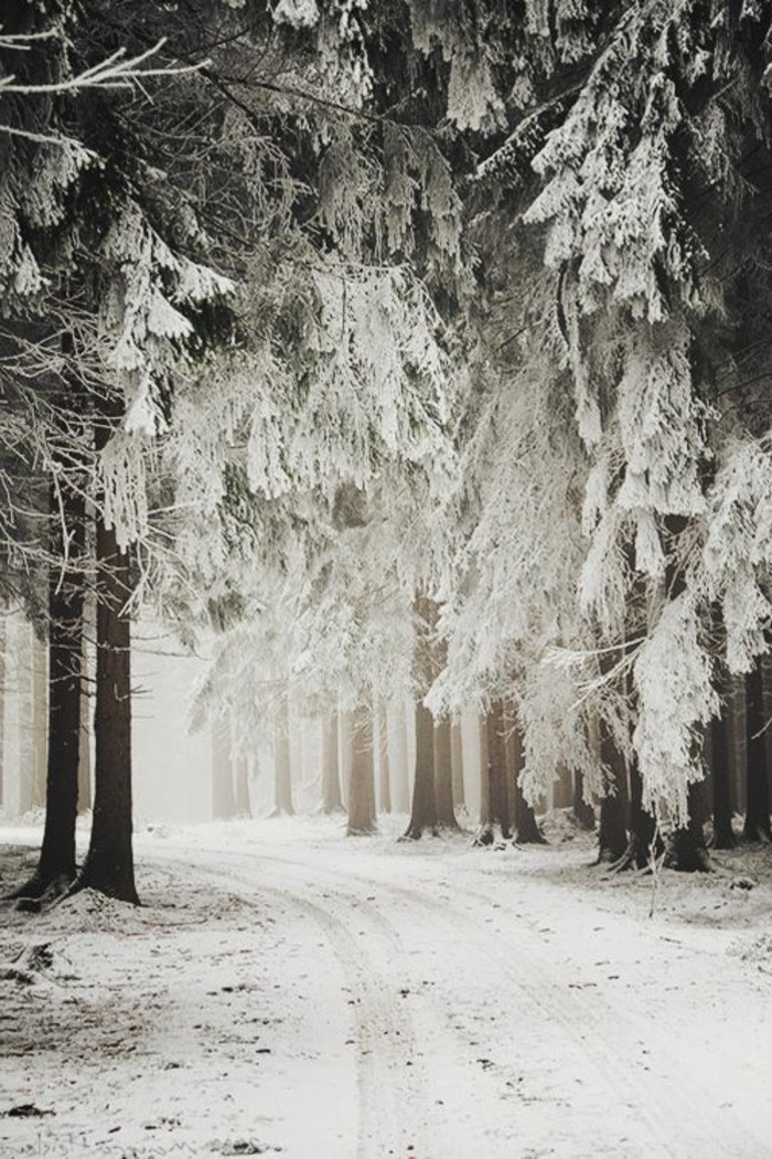 Winterimpression浪漫的冬季风景图片森林雪
