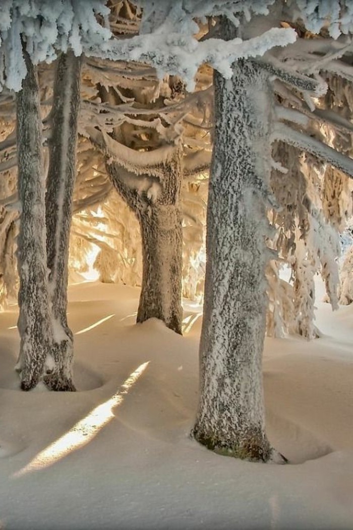 冬季景观图像树木覆盖，用雪