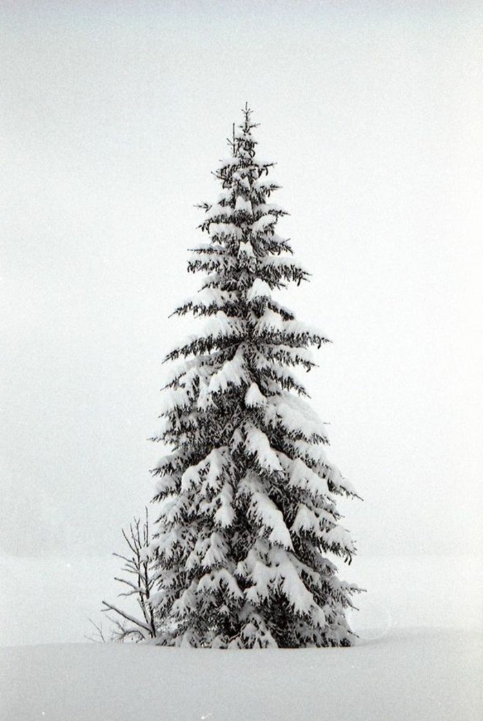 冬季景观图片高枞树覆盖，用雪