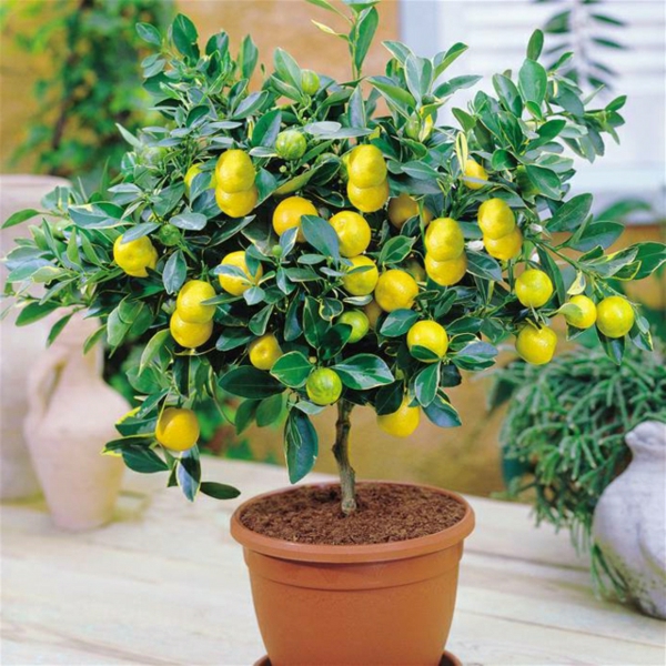 Citrus biljke Konjušar limun biljke svježim