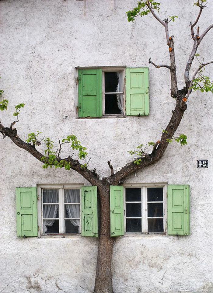 vieux bâtiment arbre petite fenêtre-vert-volets-vintage