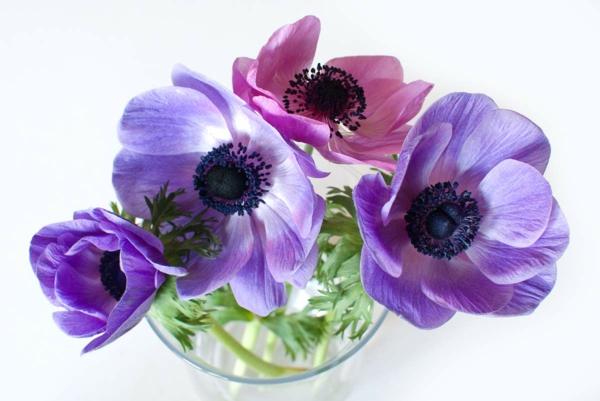 anemone-violetti-ja-vaaleanpunainen blomsterdekor