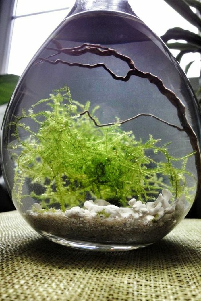 aquarium-poire-algues-aste petit aquarium-aquarium-faire-aquarium-set