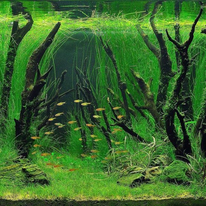 aquarium déco-avec-plante-eau-plante aste-small-fish-sable aquarium dispositif