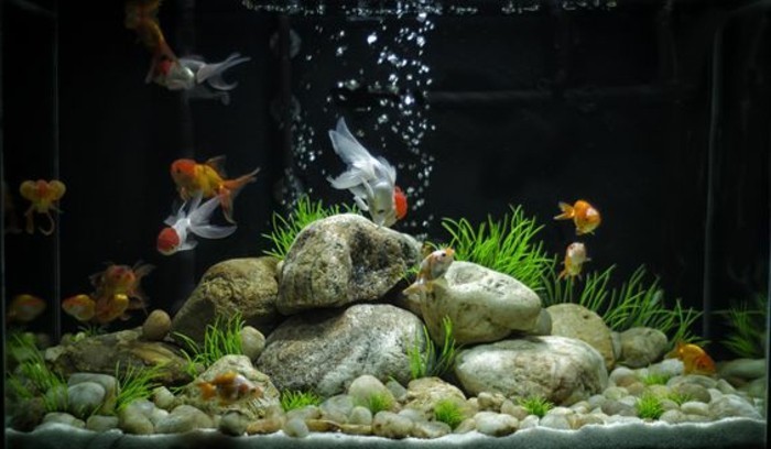 acuario de dispositivo aqarium-deco-acuario-para-peces-modificar-piedras-