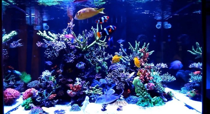aquarium-aquarium faire-appareil pour aquarium avec l'eau de mer-eau poisson coral-