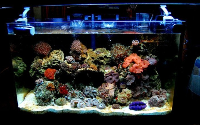 aquarium dispositif de corail aquarium à l'appareil de sable bleu-clair aquarium déco