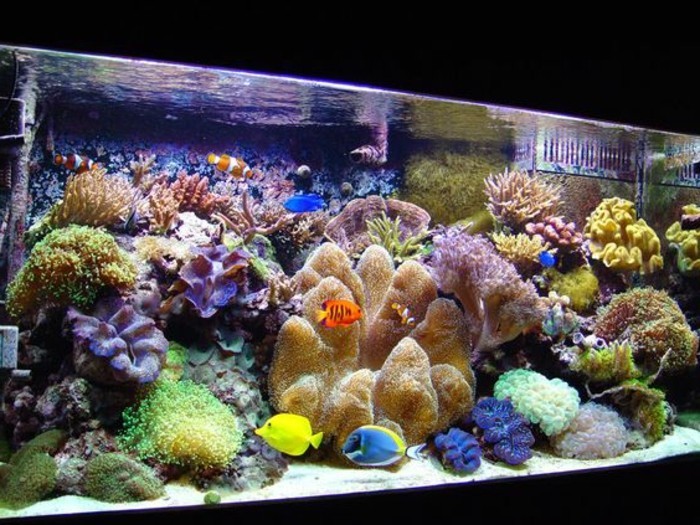 aquarium à l'appareil à Koralen-et-sable algues aquarium-ensemble